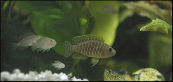 www.israquarium.co.il